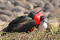 Great Frigatebird (Fregata minor) male (with red pouch) and female at nest. Genovesa, Galapagos Islands.