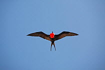 Great Frigatebird (Fregata minor) in flight against blue sky. Genovesa, Galapagos Islands.