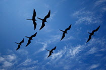 Great Frigatebirds (Fregata minor) in flight silhouetted against blue sky. Genovesa, Galapagos Islands.