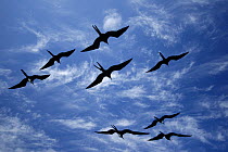 Great Frigatebirds (Fregata minor) in flight silhouetted against sky. Genovesa, Galapagos Islands.