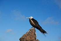 Young Great Frigatebird (Fregata minor) perched on rock. Genovesa, Galapagos Islands.