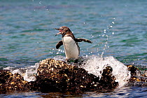 Galapagos Penguin (Spheniscus mendiculus) on rock calling. Bartolome, Galapagos Islands.