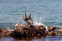 Galapagos Penguin (Spheniscus mendiculus) on rock calling. Bartolome, Galapagos Islands.