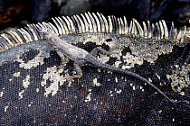 Lava Lizard (Tropidurus sp.) on back of Marine Iguana (Amblyrhynchus christatus). Fernandina, Galapagos Islands.