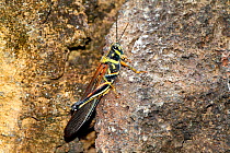 Large Painted Locust (Schistocerca melanocera) resting on rock. Santa Cruz, Galapagos Islands.