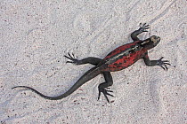 Marine Iguana (Amblyrhynchus cristatus) on sand. Floreana, Galapagos Islands.
