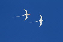 Red-billed Tropicbirds (Phaethon aethereus) in flight against blue sky. Genovesa, Galapagos Islands.