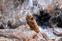 Short-eared Owl (Asio flammeus) perched on rock. Genovesa, Galapagos Islands.