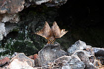Short-eared Owl (Asio flammeus) stretching its wings. Genovesa, Galapagos Islands.