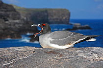 Swallow-tailed Gull (Creagrus furcatus) perched on coastal rock, yawning. Genovesa, Galapagos Islands.