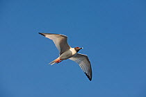 Swallow-tailed Gull (Creagrus furcatus) in flight. Genovesa, Galapagos Islands.