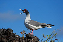 Swallow-tailed Gull (Creagrus furcatus) calling from rock. Genovesa, Galapagos Islands.