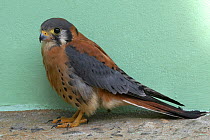 American Kestrel (Falco sparverius ochraceus) colombian subspecies with fewer chest spots, Metropolitan Natural Park, Metropolitan Natural Park, Panama City, Panama, June