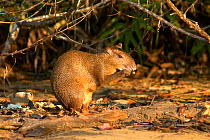 Coiban Agouti (Dasyprocta coibae) eating, Coiba Island National Park, Panama, September, Vulnerable species