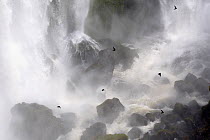 Great Dusky Swift (Cypseloides senex) flying in front of waterfall, Iguazu National Park, Argentina, October 2008