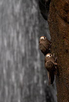 Great Dusky Swift (Cypseloides senex) perched in front of waterfall, Iguazu National Park, Argentina, October 2008