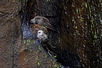 Great Dusky Swift (Cypseloides senex) at nest near waterfall, Iguazu National Park, Argentina, October