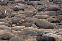Northern Elephant Seal (Mirounga angustirostris) Ano Nuevo Elephant Seal Rookery, Big Sur, California, USA, January
