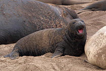 Northern Elephant Seal (Mirounga angustirostris) female calling, Ano Nuevo Elephant Seal Rookery, Big Sur, California, USA, January