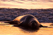 Northern Elephant Seal (Mirounga angustirostris) male, Piedras Blancas Elephant Seal Rookery, Big Sur, California, USA, January