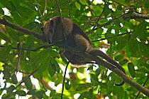 Northern Tamandua (Tamandua mexicana opistholeuca) climbing tree, Soberania National Park, Panama, April