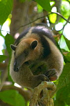 Northern Tamandua (Tamandua mexicana opistholeuca) in tree, Soberania National Park, Panama, April