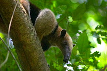 Northern Tamandua (Tamandua mexicana opistholeuca) Soberania National Park, Panama, April
