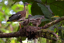 Sunbittern (Eurypyga helias) adult at nest with chicks stretching their wings, Sobernia National Park, Panama, August