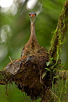 Sunbittern (Eurypyga helias) sitting on nest, Soberania National Park, Panama, August