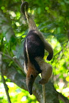 Northern Tamandua (Tamandua mexicana opistholeuca) climbing tree, Soberania National Park, Panama, April