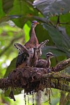 Sunbittern (Eurypyga helias) at nest, with chicks exercising wings, Soberania National Park, Panama, August