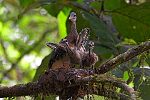 Sunbittern (Eurypyga helias) at nest with chicks exercising wings, Soberania National Park, Panama, August
