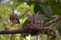 Sunbittern (Eurypyga helias) at nest with chicks exercising wings, Soberania National Park, Panama, August