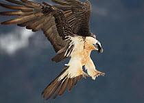 Bearded vulture (Gypaetus Barbatus) adult flying, Spain, November. Fascinating birds bookplate.