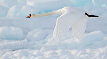 Mute swan (Cygnus olor) in flight above snow, Uto, Finland, March. Fascinating birds bookplate.