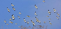Snow Bunting flocks (Plectrophenax nivalis) Helsinki Finland, March. Fascinating birds bookplate.