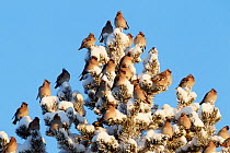 Waxwing (Bombicilla garrulus) flock on snow covered pine tree, Kuusamo, Finland, February. Fascinating birds bookplate.