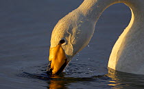Whooper Swan (Cygnus cygnus) drinking, Kuusamo Finland, June. Fascinating birds bookplate.