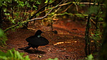 Wahnes's Parotia (Parotia wahnesi) adult male performs ballerina display.  This is the moment of flashing the breast shield upward, Papua New Guinea. NB REPRODUCTION SIZE RESTRICTION - screen grab fro...