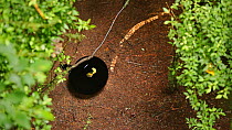 Wahnes's Parotia (Parotia wahnesi) adult male performs ballerina display, view from the females perspective above, Papua New Guinea, NB REPRODUCTION SIZE RESTRICTION - screen grab from video