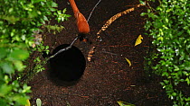 A male Wahnes's Parotia (Parotia wahnesi) preforming ballerina dance with a female watcHing from above. Papua New Guinea  NB REPRODUCTION SIZE RESTRICTION - screen grab from video