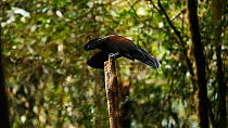A male Black Sicklebill (Epimachus fastosus) preforming his mating display, New Guinea, NB REPRODUCTION SIZE RESTRICTION - screen grab from video