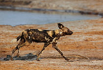 African Wild Dog (Lycaon pictus) walking profile, wearing an anti-snare collar, also doubles up for tracking, Hwange National Park, Zimbabwe, October 2012