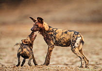 African Wild Dog (Lycaon pictus) submissive begging by a pup, Mana Pools National Park, Zimbabwe, October 2012