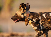 African Wild Dog (Lycaon pictus) wearing a radio collar, Mana Pools National Park, Zimbabwe, October 2012