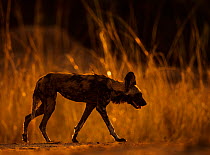 RF- African Wild Dog (Lycaon pictus) walking in profile at sunset. Mana Pools National Park, Zimbabwe. October 2012. Endangered species. (This image may be licensed either as rights managed or royalty...