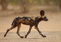 African Wild Dog (Lycaon pictus) trotting profile, Mana Pools National Park, Zimbabwe, October 2012