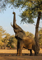 African elephant (Loxodonta africana) reaching up with trunk to feed on high tree branches, Mana Pools National Park, Zimbabwe, October 2012