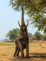 African elephant (Loxodonta africana) reaching up with trunk to feed on high tree branches, Mana Pools National Park, Zimbabwe, October 2012