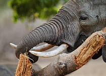 African Elephant (Loxodonta africana) stripping bark to eat, Mana Pools National Park, Zimbabwe, October 2012